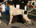 Pedigree VITO DE AKELARRE